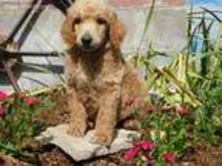 Mutt Puppy for sale in Roundup, MT, USA