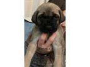 Mastiff Puppy for sale in Flat Rock, AL, USA