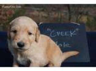 Goldendoodle Puppy for sale in Center Ridge, AR, USA