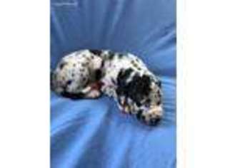 Great Dane Puppy for sale in Fort Collins, CO, USA