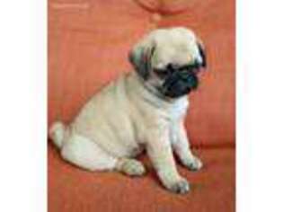 Pug Puppy for sale in HOUSTON, MO, USA