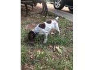 German Shorthaired Pointer Puppy for sale in Social Circle, GA, USA