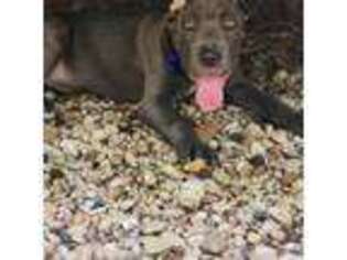 Cane Corso Puppy for sale in Conroe, TX, USA