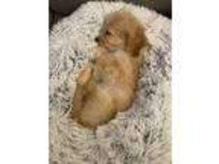 Cavapoo Puppy for sale in Bothell, WA, USA