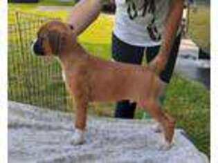 Boxer Puppy for sale in Toledo, OH, USA