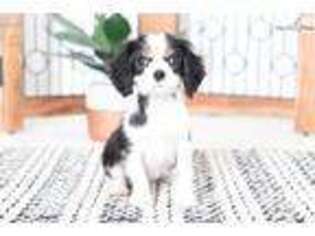 Cavalier King Charles Spaniel Puppy for sale in Fort Myers, FL, USA