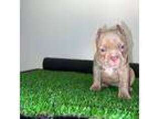 American Bulldog Puppy for sale in Ann Arbor, MI, USA