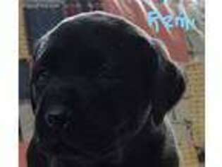 Labrador Retriever Puppy for sale in Stevens Point, WI, USA