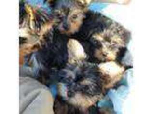 Yorkshire Terrier Puppy for sale in Southbridge, MA, USA