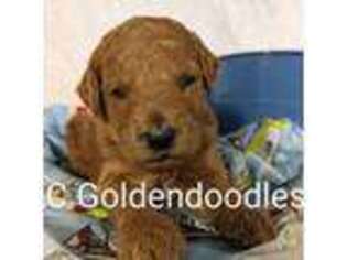 Goldendoodle Puppy for sale in San Diego, CA, USA