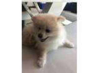 Pomeranian Puppy for sale in Sparks, NV, USA