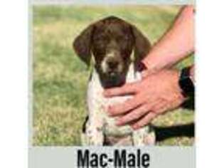 German Shorthaired Pointer Puppy for sale in Salina, UT, USA
