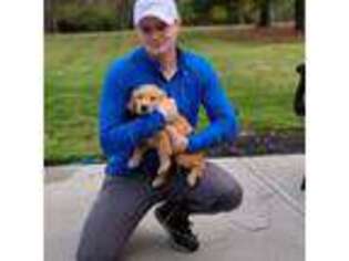 Golden Retriever Puppy for sale in Falls Church, VA, USA