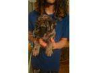 Mastiff Puppy for sale in Rochester, NY, USA