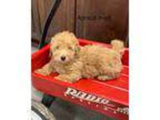 Mutt Puppy for sale in Wickliffe, KY, USA