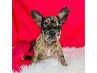French Bulldog Puppy for sale in Pierce City, MO, USA