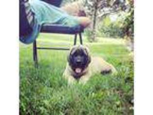 Mastiff Puppy for sale in London, OH, USA