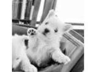 West Highland White Terrier Puppy for sale in Evening Shade, AR, USA