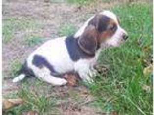 Basset Hound Puppy for sale in Hartville, MO, USA