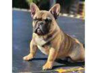French Bulldog Puppy for sale in Santa Ana, CA, USA