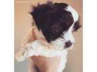 Havanese Puppy for sale in Boston, MA, USA