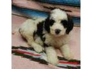 Saint Berdoodle Puppy for sale in Dundee, OH, USA