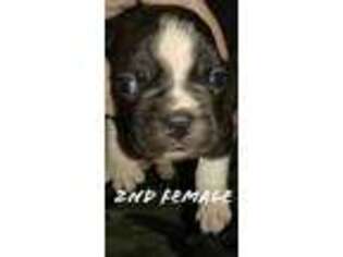 Mutt Puppy for sale in Langston, AL, USA