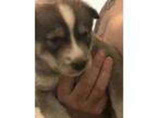 Siberian Husky Puppy for sale in Chiefland, FL, USA