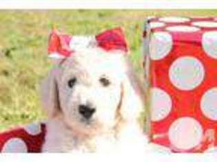 Goldendoodle Puppy for sale in DOVER, FL, USA
