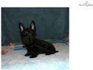 Scottish Terrier Puppy for sale in Fayetteville, AR, USA