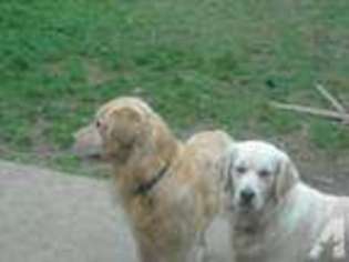 Golden Retriever Puppy for sale in CANBY, OR, USA