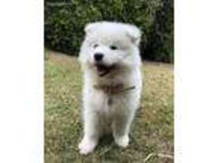 Samoyed Puppy for sale in Groveton, TX, USA