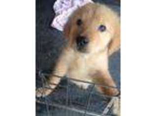 Golden Retriever Puppy for sale in RALEIGH, NC, USA