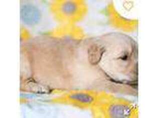 Golden Retriever Puppy for sale in Locust Grove, GA, USA