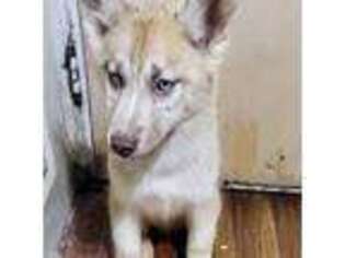 Siberian Husky Puppy for sale in Brooklyn, NY, USA