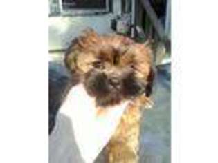 Mutt Puppy for sale in Chandler, TX, USA