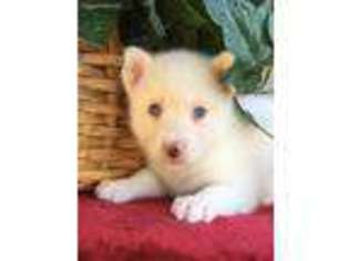 Siberian Husky Puppy for sale in Ephrata, PA, USA