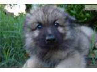 Keeshond Puppy for sale in Knoxville, TN, USA