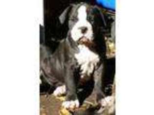 Alapaha Blue Blood Bulldog Puppy for sale in EL CERRITO, CA, USA