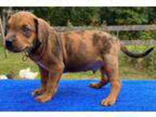 Mutt Puppy for sale in Zebulon, NC, USA