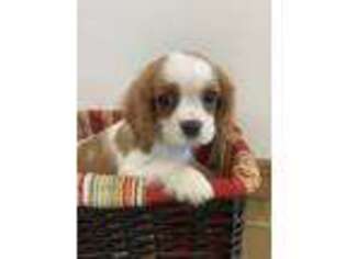 Cavalier King Charles Spaniel Puppy for sale in Latham, MO, USA
