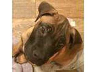 Boerboel Puppy for sale in Asheville, NC, USA