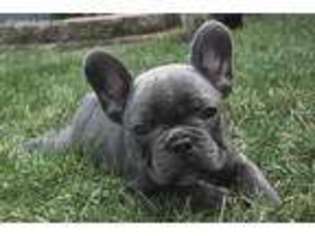 French Bulldog Puppy for sale in North Baltimore, OH, USA
