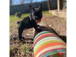 French Bulldog Puppy for sale in League City, TX, USA