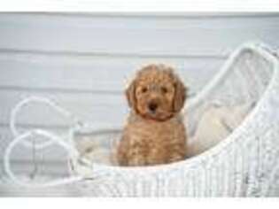 Goldendoodle Puppy for sale in Rock Island, TN, USA
