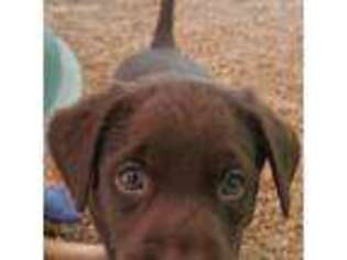Labrador Retriever Puppy for sale in Flowery Branch, GA, USA
