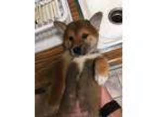 Shiba Inu Puppy for sale in Ventura, CA, USA