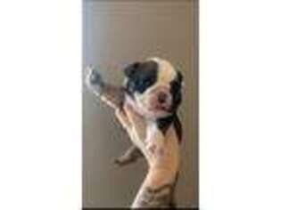 Bulldog Puppy for sale in Fredericksburg, VA, USA