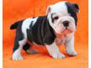 Bulldog Puppy for sale in Rexburg, ID, USA