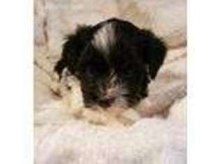 Havanese Puppy for sale in Sagle, ID, USA